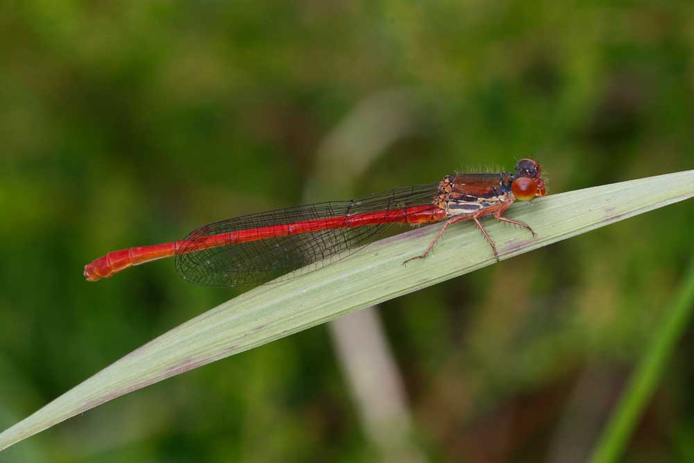 Ceriagrion_tenellum